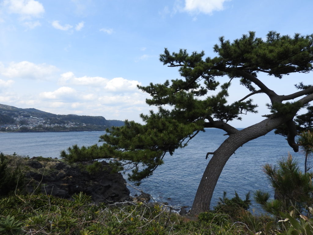 城ケ崎ピクニカルコース松と海