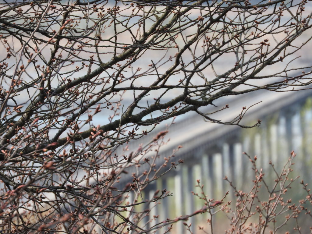 桜と蓬莱橋