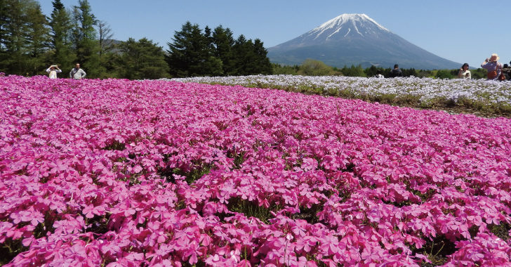 富士芝桜まつり