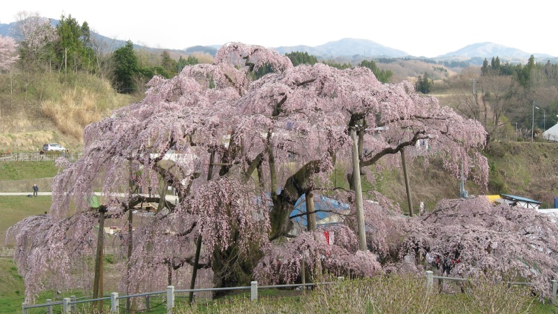 一本桜の三春滝桜